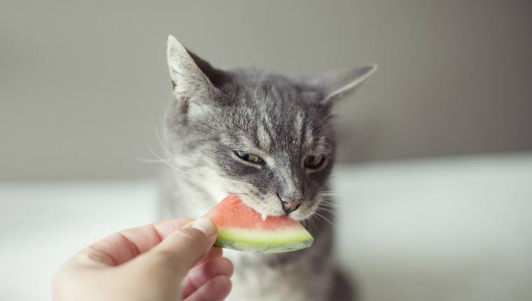 Is watermelon bad for cats sale