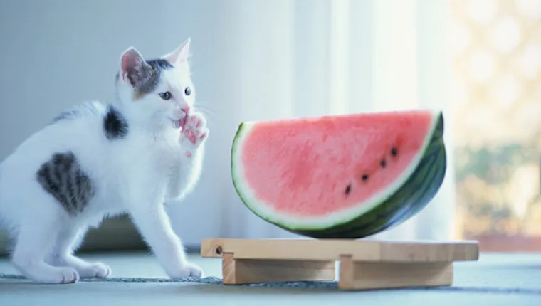 Watermelon safe 2024 for cats