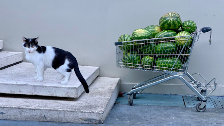 Cat and watermelons