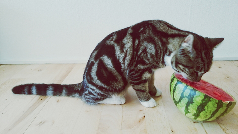 Cat eating watermelon
