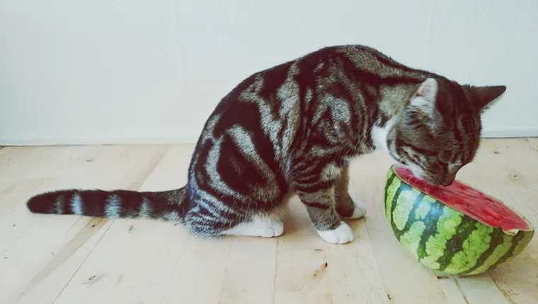 cats in watermelon