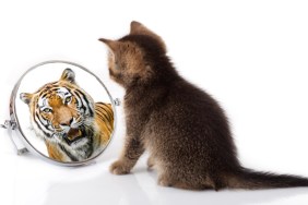 Kitten looking at tiger