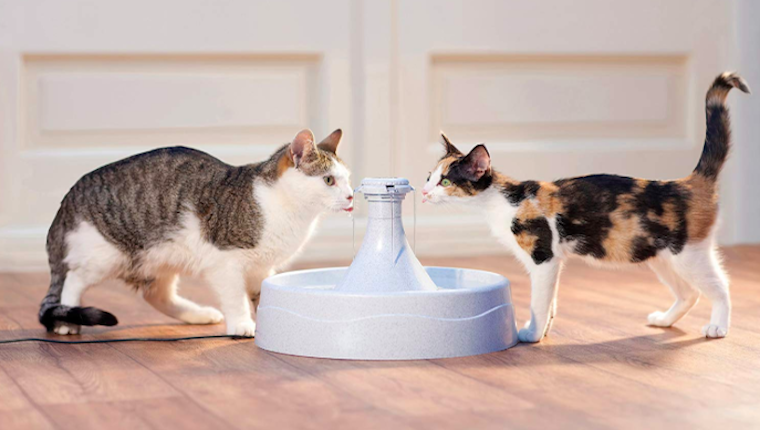 Cats at water fountain