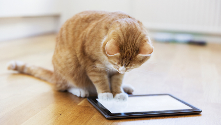 Cat looking at iPad