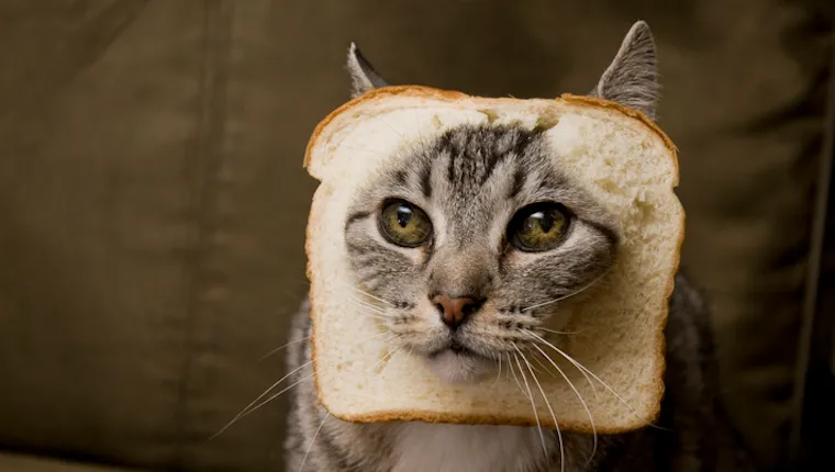 Cat with bread on its head