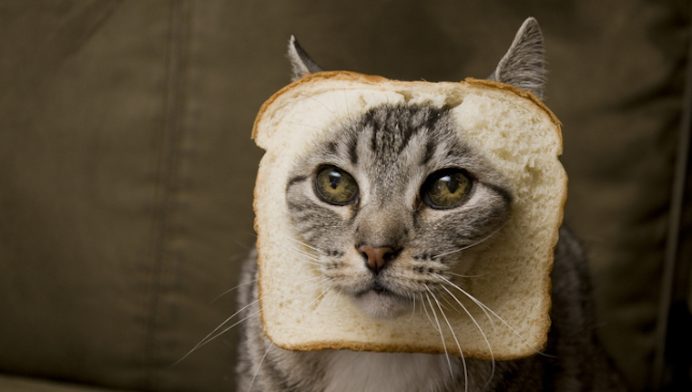 Can Cats Eat Bread? Is Bread Safe For Cats? - CatTime