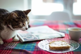 Cat looking at bread