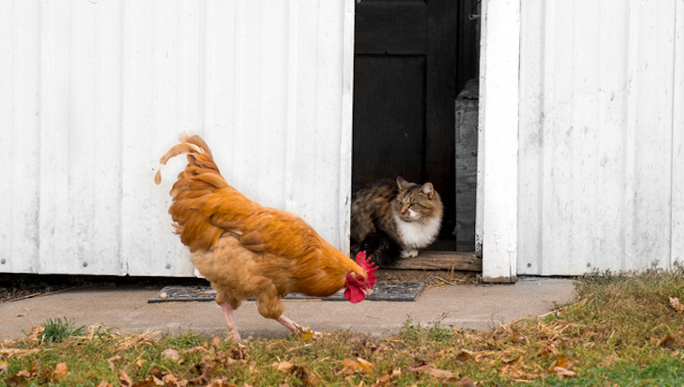 Feeding chicken hot sale to cats