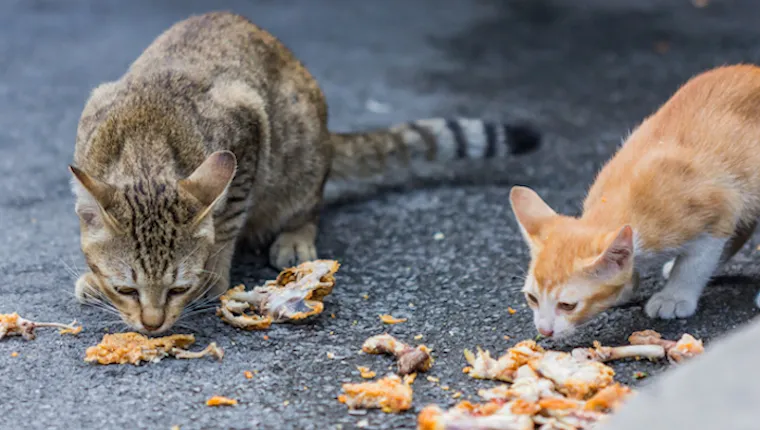 Cats eating chicken on the sidewalk