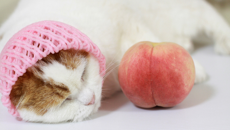 Cat and peach