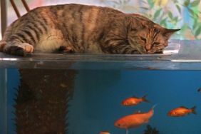 Cat on top of fish tank