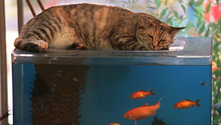 Cat on top of fish tank