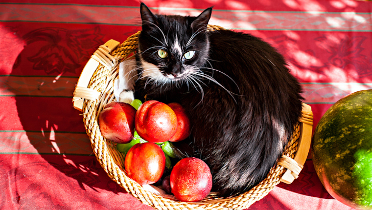 Cat in basket of peaches