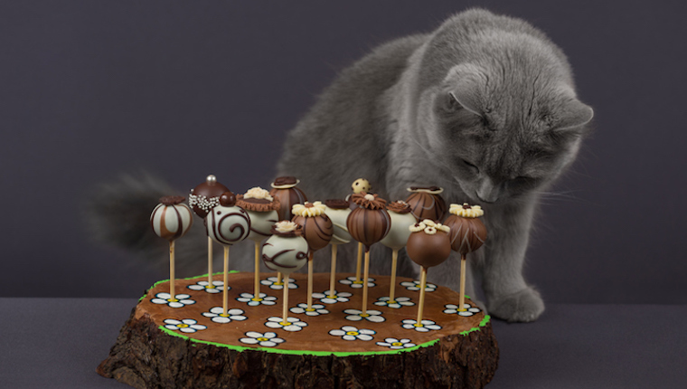 Cat and chocolate cake