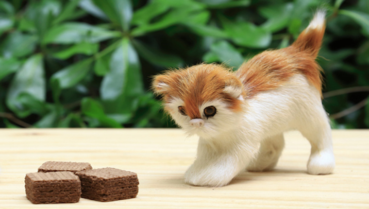 Cat looking at chocolate