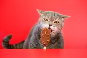 Cat eating chocolate