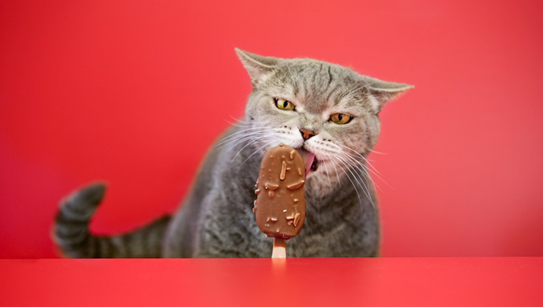 Cat eating chocolate
