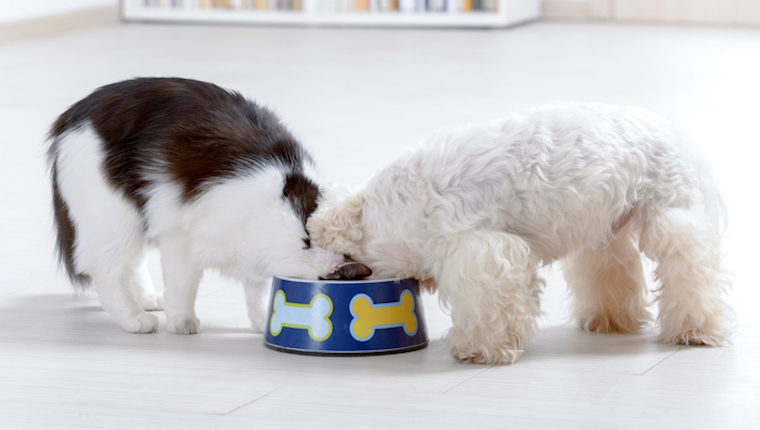 Cat and dog eating