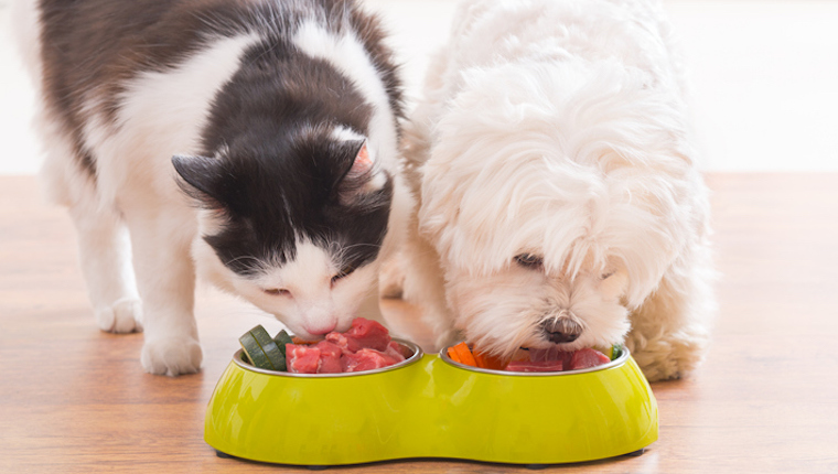 Cat and dog eating