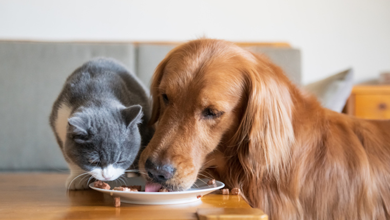 Kitten eating dog food hotsell