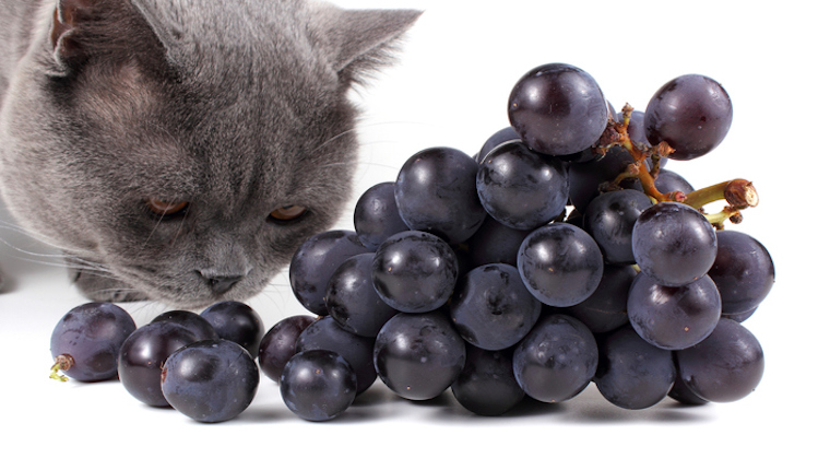 Cat and grapes