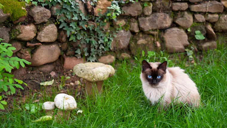 Cat and mushrooms