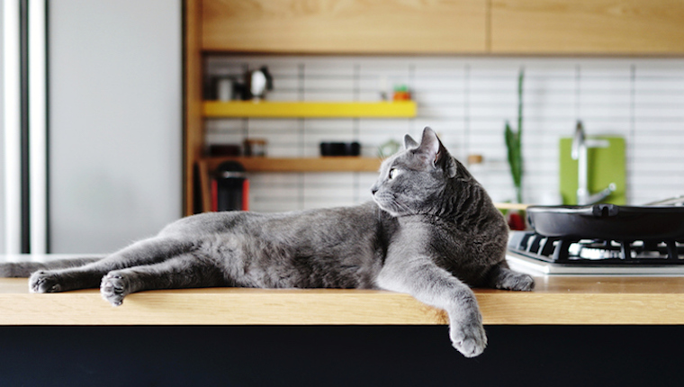 Cat in kitchen