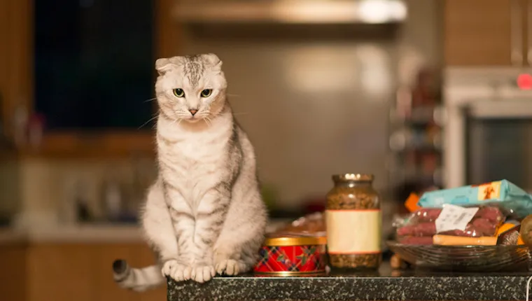 Cat on counter