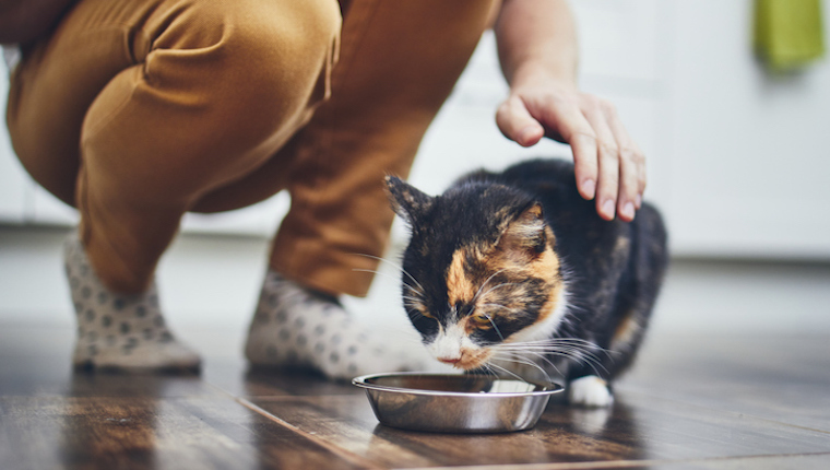 Is olive oil shop bad for cats