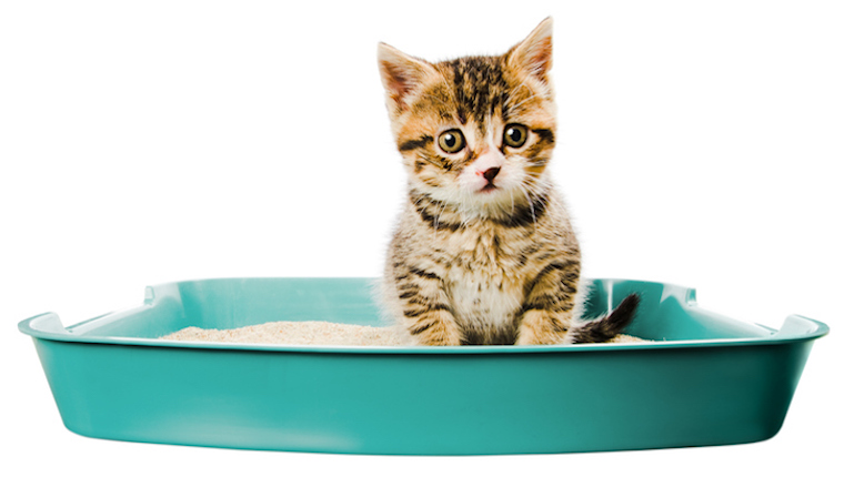 Cat in litter box