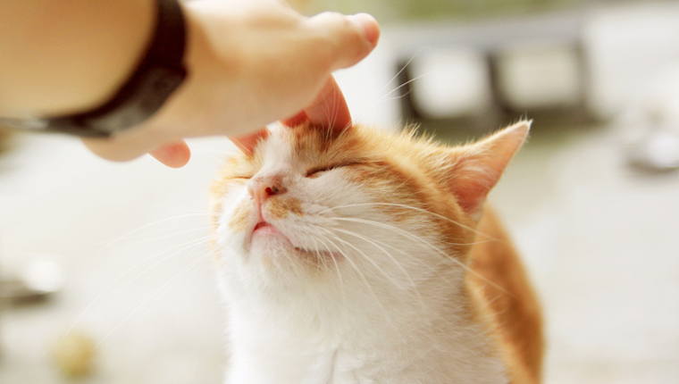 Cat being petted