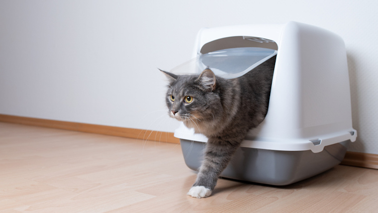 Cat in litter box