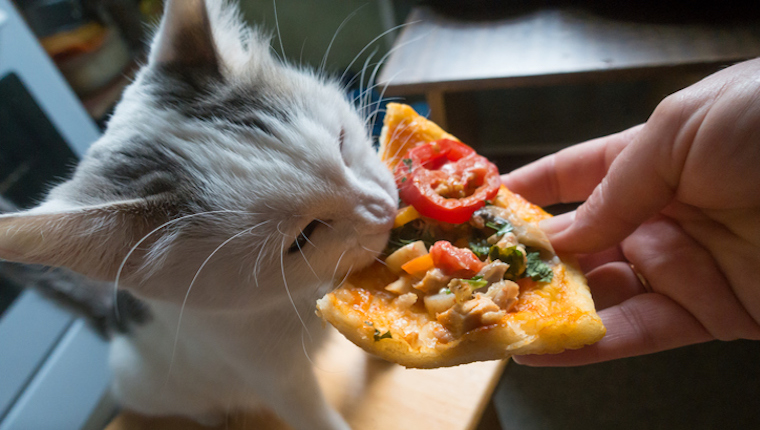 Kitten eating pizza