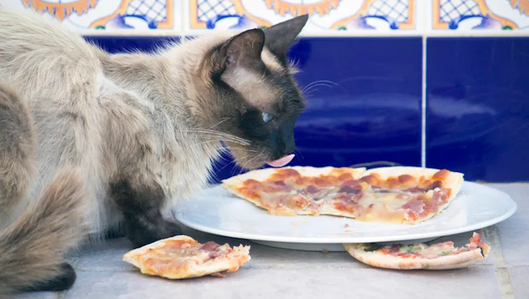 Cat eating pizza