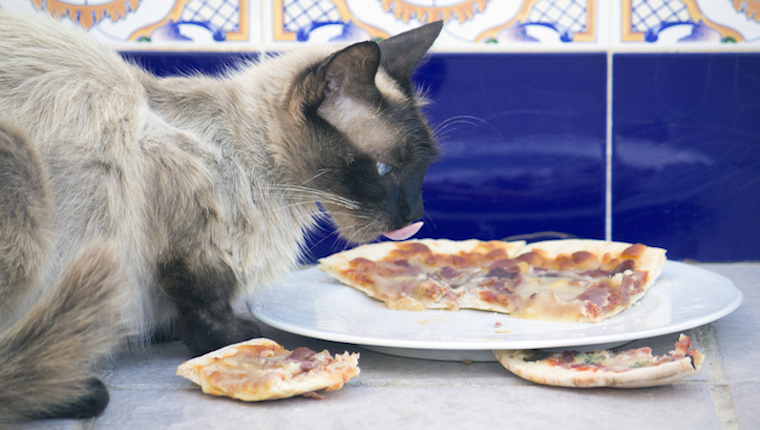 Cat eating pizza