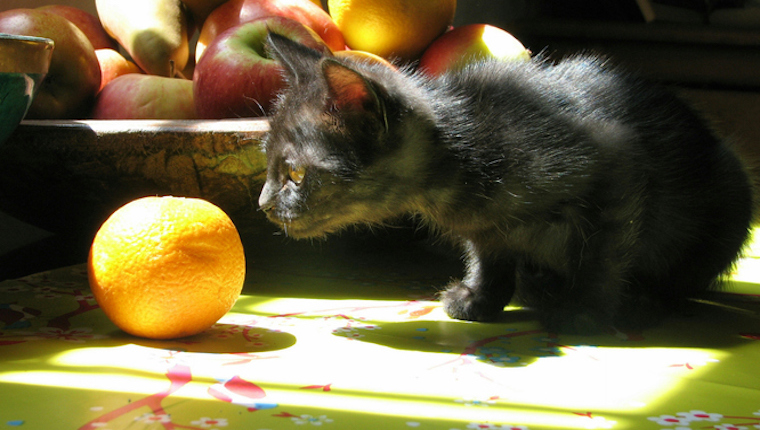 Kitten and apple