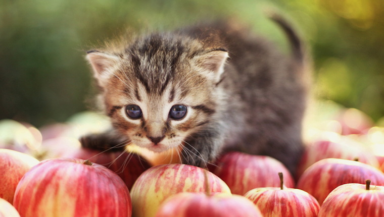 Kitten and apples