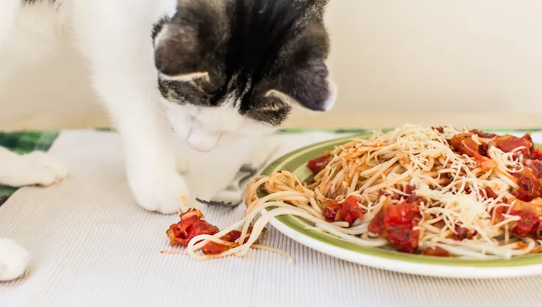 Cat eating pasta