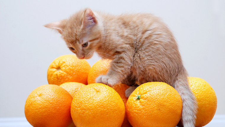 Kitten and oranges