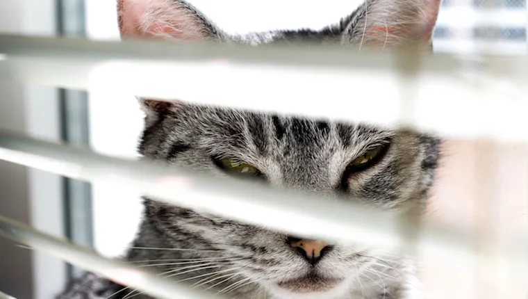 Cat squinting through blind
