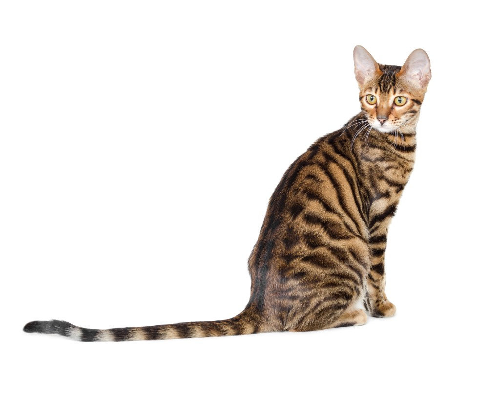 A Toyger cat looking over its back on a white background. 