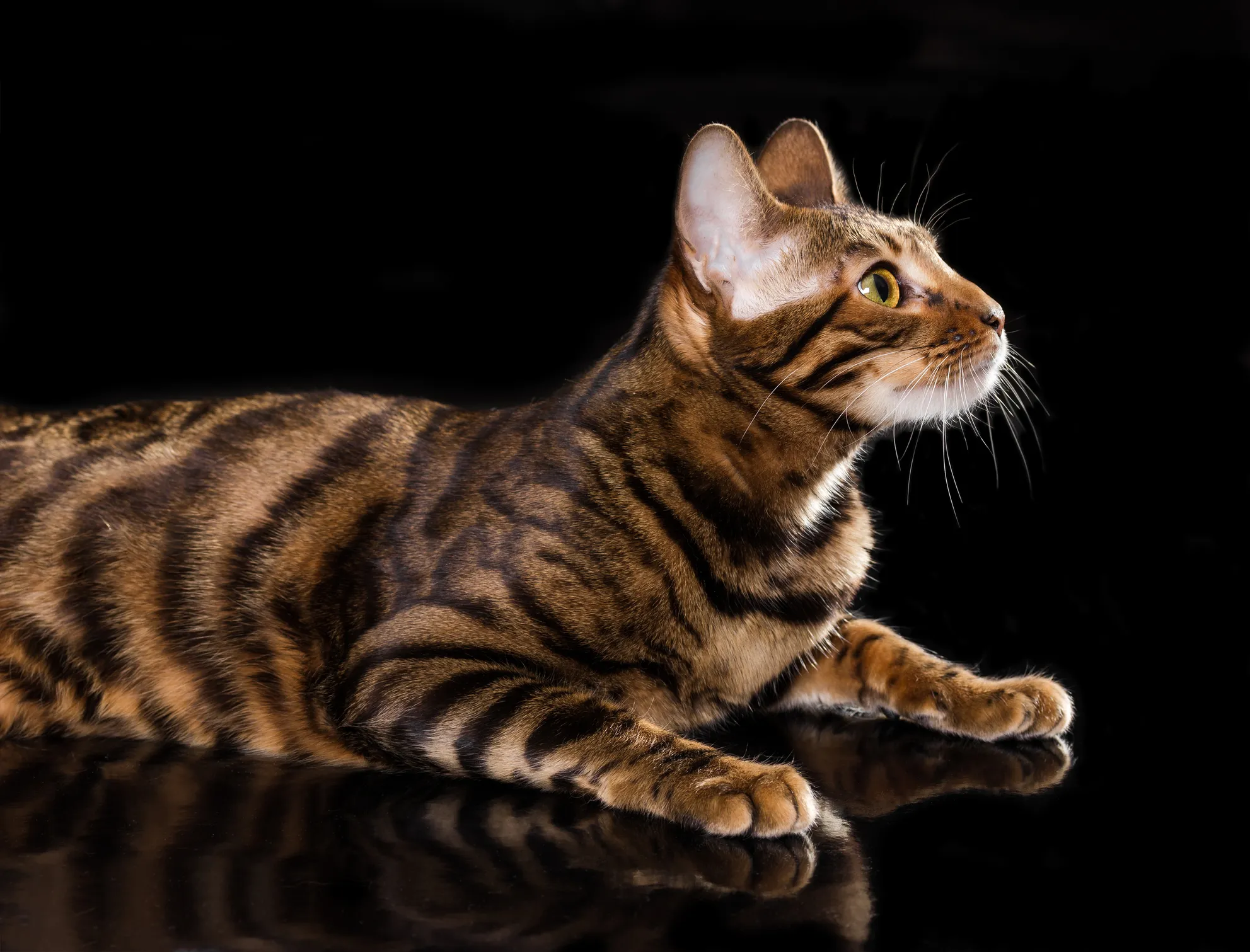 Toyger Cat Breed Information & Characteristics