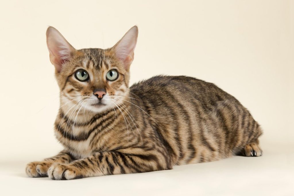 A young Toyger cat laying down against a tan background.