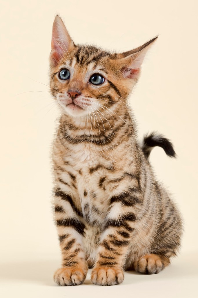 A golden Toyger kitten on a tan background. 