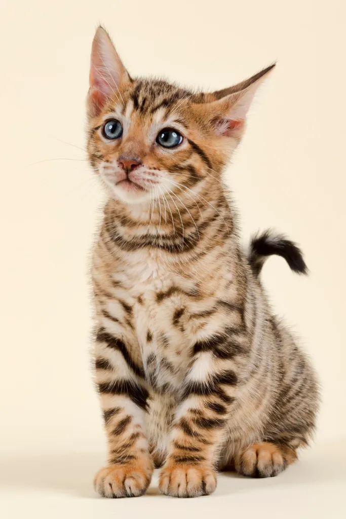 A golden Toyger kitten on a tan background.
