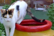 Aegean cat in garden