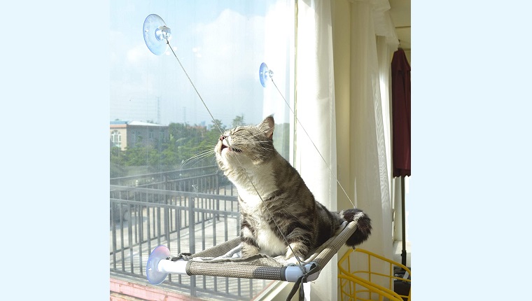 Cat Window Perch