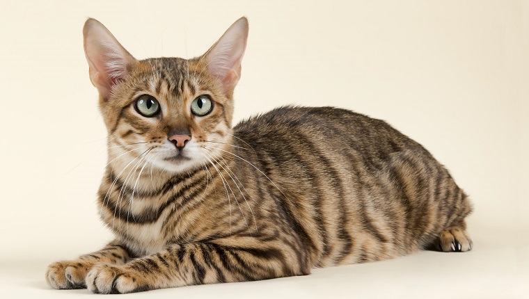 Full Grown Toyger Cat