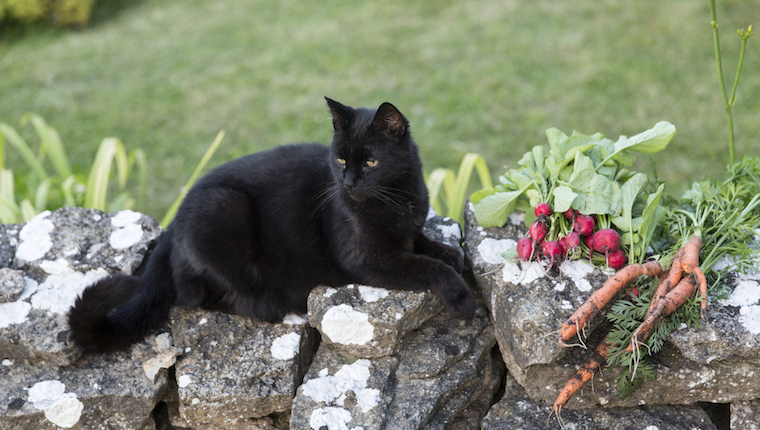 Are carrots hotsell poisonous to cats