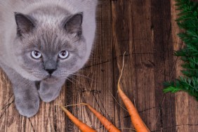 Cat and carrots